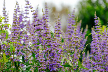 Chasteberry - Nature's Ally for Female Fertility - Ovarium Conception