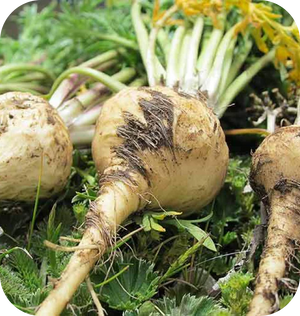 maca root, testosterone, fertility, sex, drive, sperm