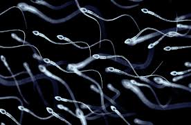 The Male Fertility Crisis: Why Sperm Health Is Declining and What to Do