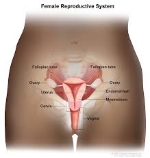 The Role of the Uterus in Conception: What You Didn’t Know