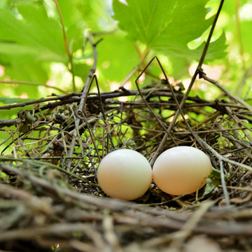 How to Naturally Improve Egg Quality: What Your Doctor Might Not Tell You